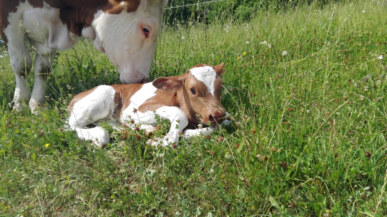 Glamping - Ekoloska Kmetija Kozman Žalec Exteriör bild